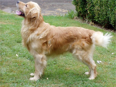Midas Golden Retrievers - Midas Millennium Mate