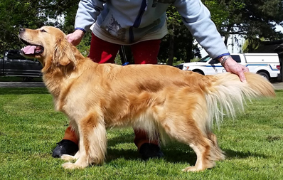Midas Golden Retrievers - Tess