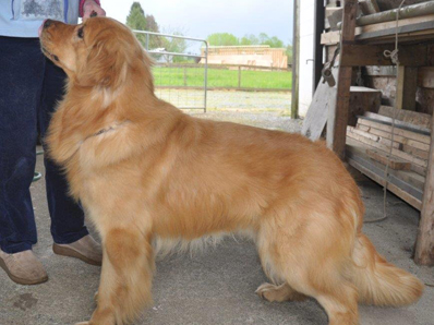 Midas Golden Retrievers - Link