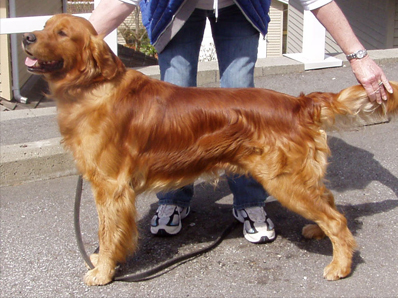 Midas Golden Retrievers - Midas Brodie