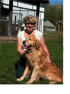 bc golden retriever breeders golden retriever breeders langley bc photo bc golden retriever breeders golden retriever breeders langley bc photo
