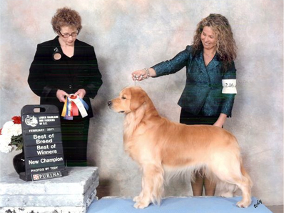 Midas Golden Retrievers - Midas K.C. Moonduster