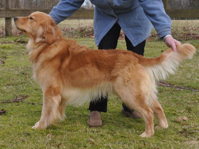 Midas Golden Retrievers - Link