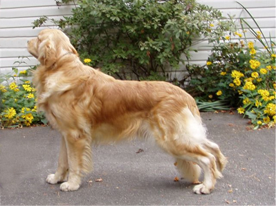 Midas Golden Retrievers - Midas Rowdy Mate
