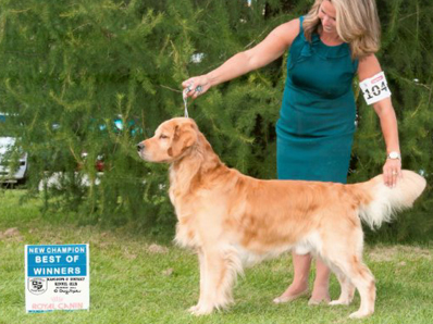 Midas Golden Retrievers - Troubadour